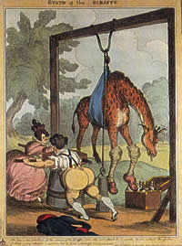 The State of the Giraffe, 1829, a caricature print by William Heath, showing George IV and Lady Conyngham trying to lift the giraffe by pulley