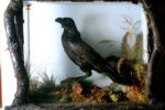 Charles Dickens' pet raven, Grip, and the inspiration behind Edgar Allan's poem, "The Raven"