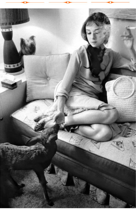 Audrey Hepburn in her dressing room during the filming of "Green Mansions." She is feeding Ip the fawn while her Yorkshire terrier Mr. Famous looks on from the left.