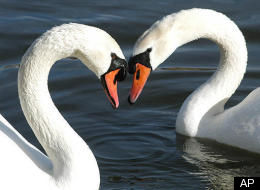 The third week in July is set aside for the annual swan count along the Thames.