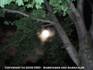Full Moon Through the Trees