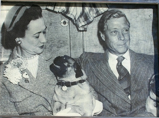 The Duchess and Duke of Windsor with one of their beloved pugs. 