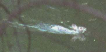 a close-up of Jimmy Carter's swamp rabbit