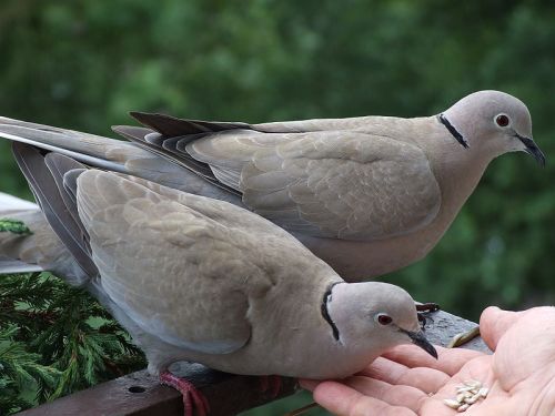 Collared Doves can be tamed in urban areas, such as these two being handfed in Poland.