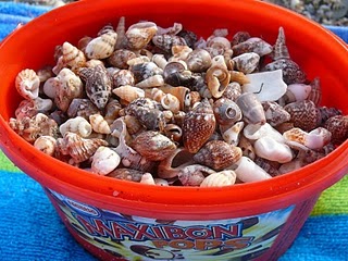 Malaga seashells